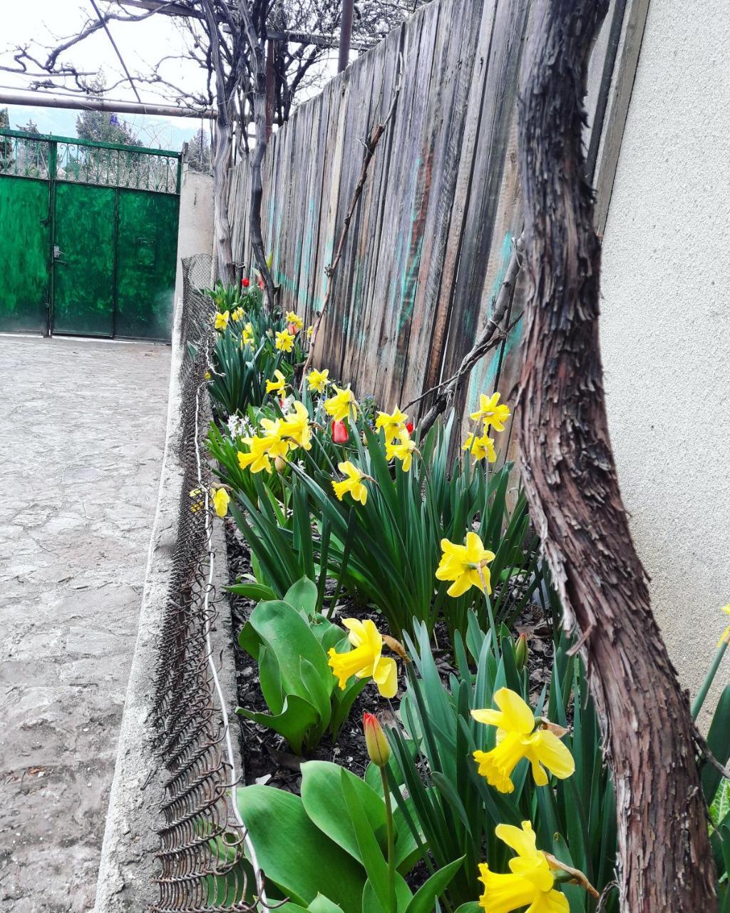 Guesthouse Ttt Tiflis Dış mekan fotoğraf